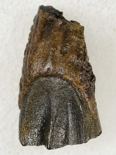 Triceratops Shed Tooth - Montana #20390